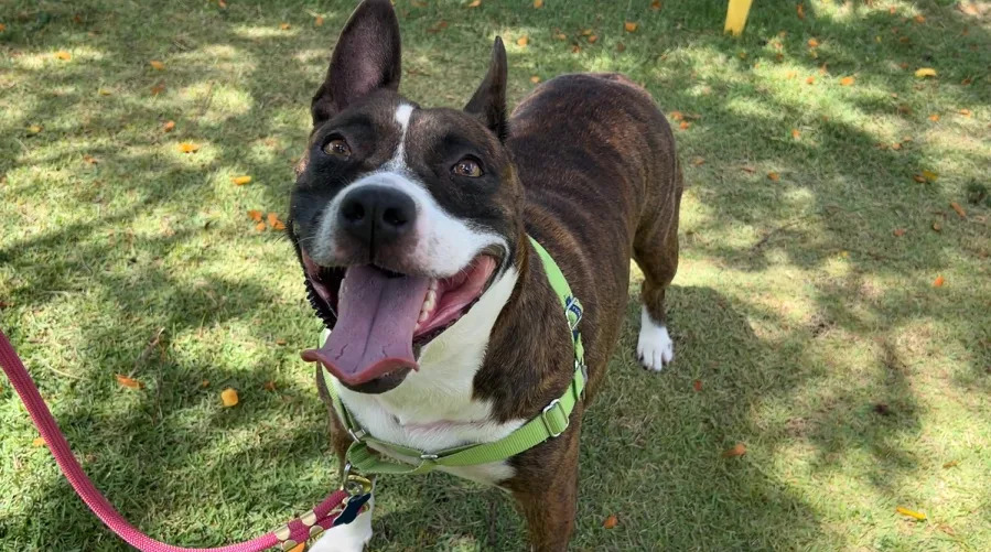 The treat-loving Trixie: Could she be your next furry friend?