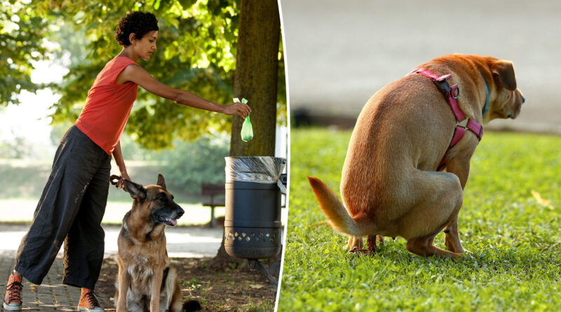 This NYC neighborhood the most plagued by puppy poop in 2025: ‘Getting out of hand’