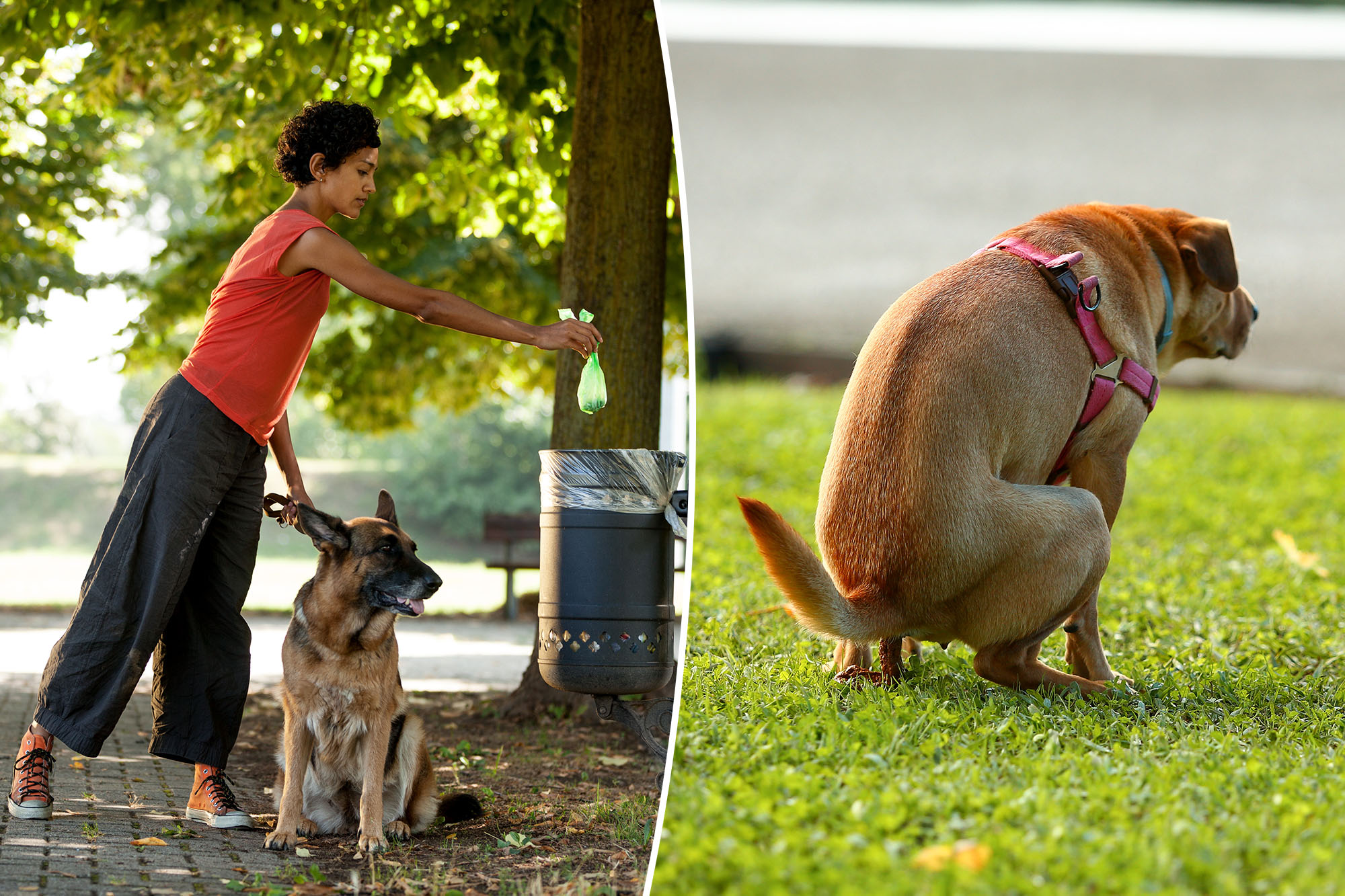 This NYC neighborhood the most plagued by puppy poop in 2025: ‘Getting out of hand’