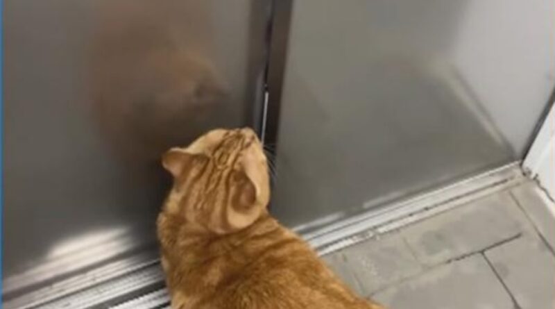Video Cat memorizes route home from bomb shelter in Ukraine