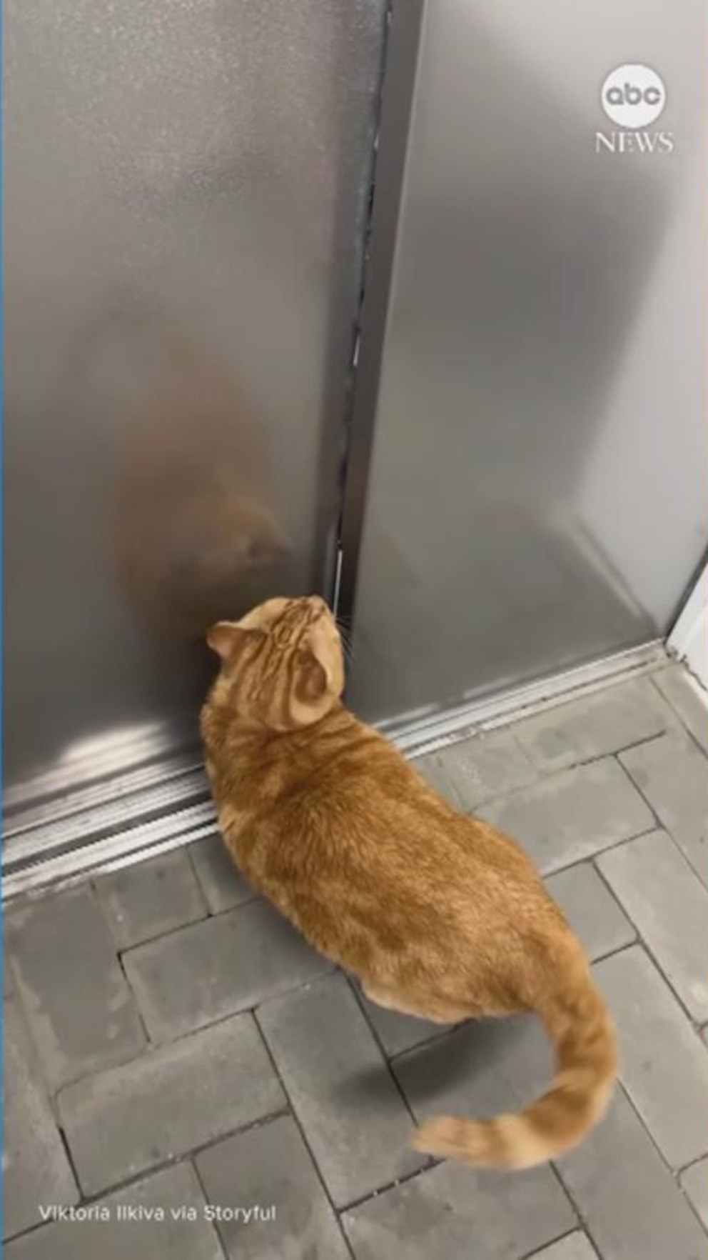 Video Cat memorizes route home from bomb shelter in Ukraine