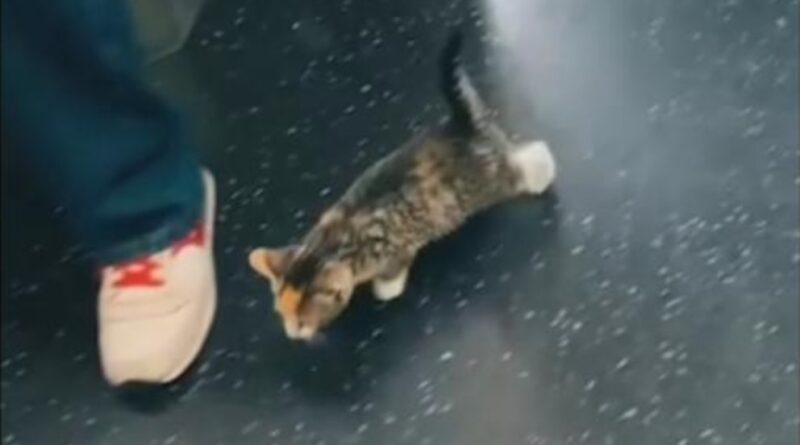 Video Stray kitten joins rat race aboard New York City subway