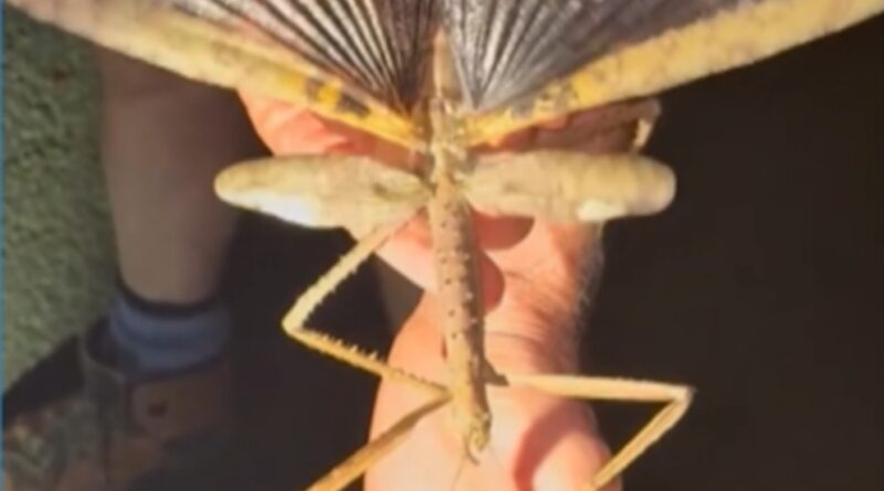 Video Supersized stick insect discovered in Australia