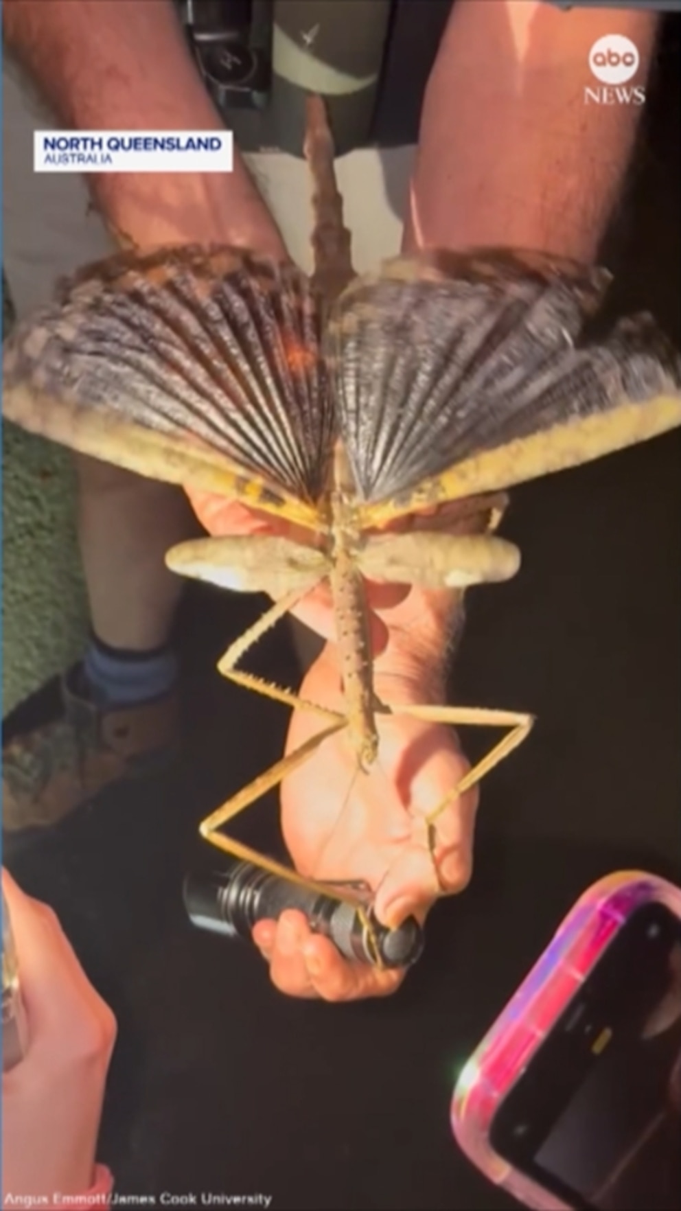 Video Supersized stick insect discovered in Australia