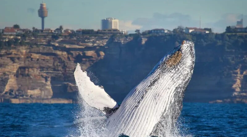 Whale season brings humpbacks within sight of Sydney’s beaches