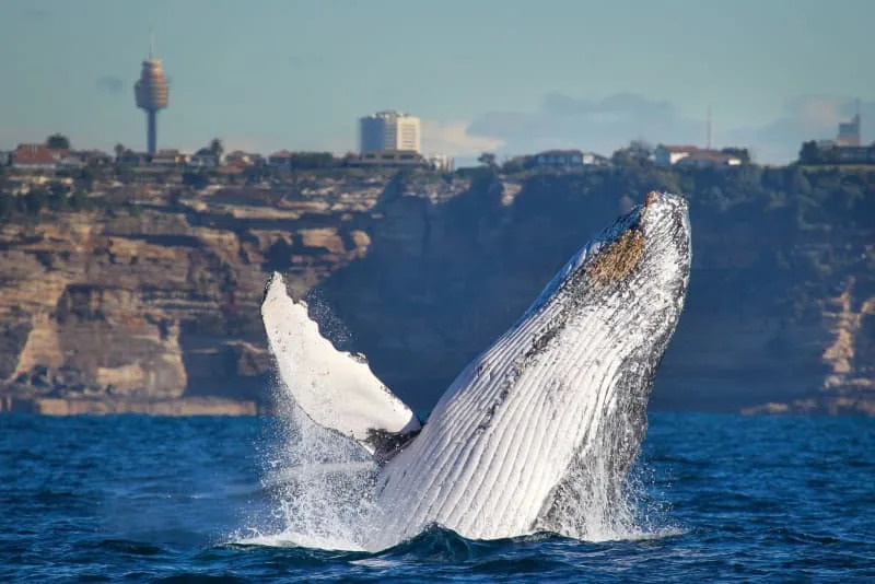 Whale season brings humpbacks within sight of Sydney’s beaches
