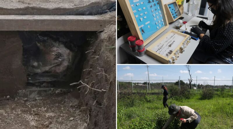 Why are scientists dressing pigs in clothes and burying them in Mexico?
