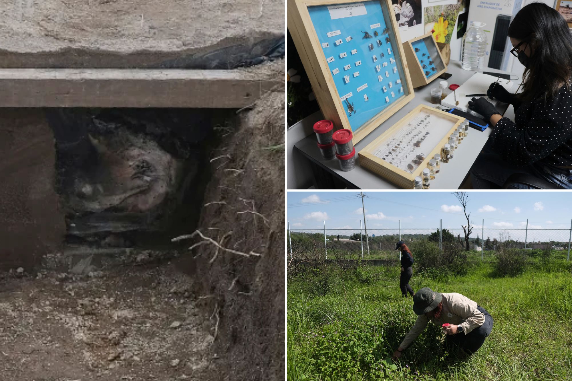 Why are scientists dressing pigs in clothes and burying them in Mexico?