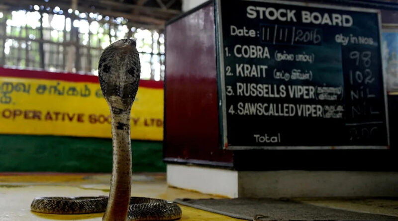 ‘Killed it on the spot’: Infant bites cobra to death after it coiled around his hands