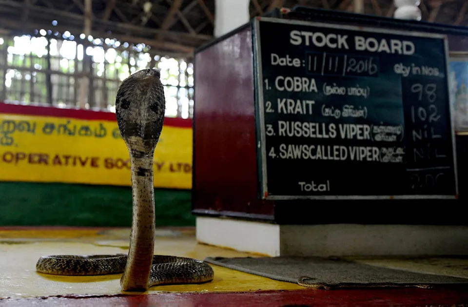 ‘Killed it on the spot’: Infant bites cobra to death after it coiled around his hands