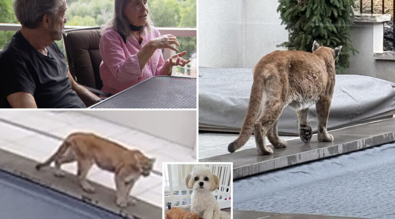 Horrified couple watch helplessly as mountain lion kills their small dog: ‘I heard his neck crack’