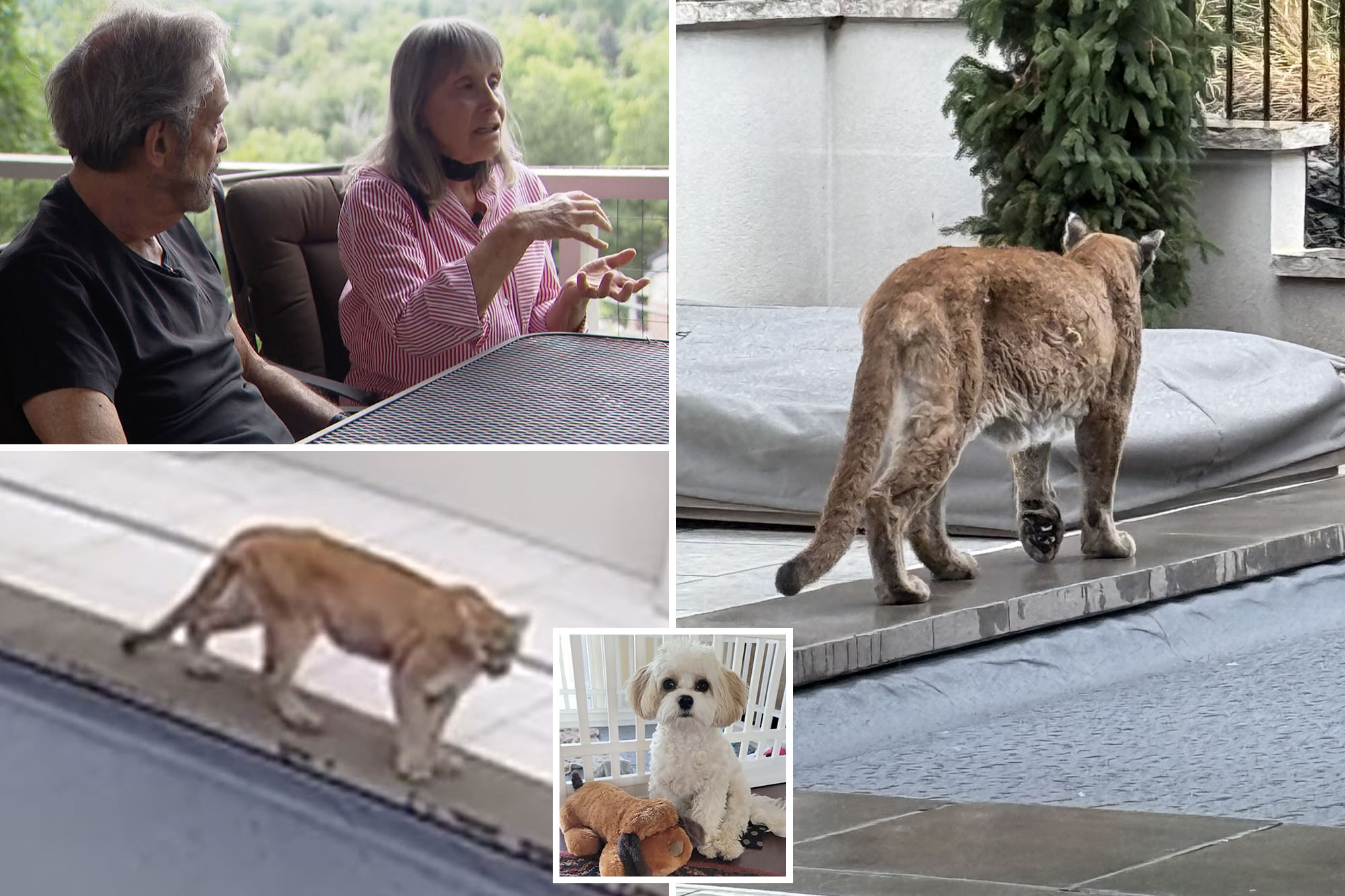 Horrified couple watch helplessly as mountain lion kills their small dog: ‘I heard his neck crack’